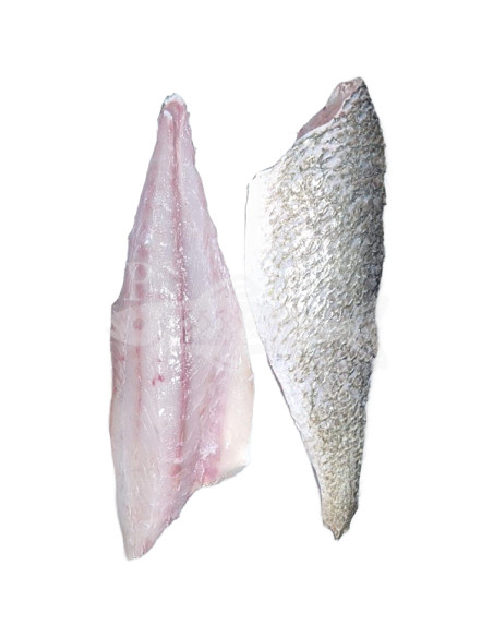 corvina 1,2 a 1,5Kg aprox