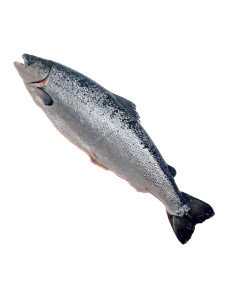 Salmón pequeño  2/3kg pieza A 19,50 el Kg