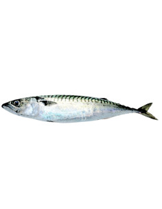 Caballa