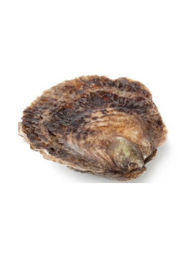 Ostra Gallegas gigante. De venta 6ud.