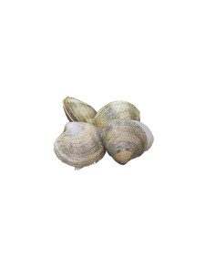 Almeja Rosellona grande (250Gr)