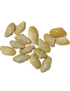 Coquinas grandes del Mediterráneo. (250 Gr)