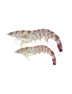 Langostino  Mediterraneo (250 Gr)