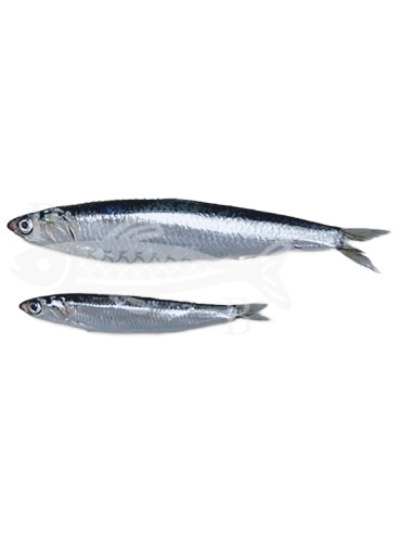 Boquerón pequeño 500Gr