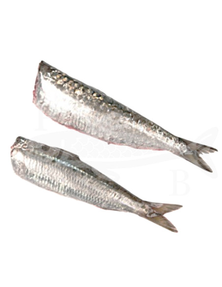 Sardina mediterraneo 500Gr