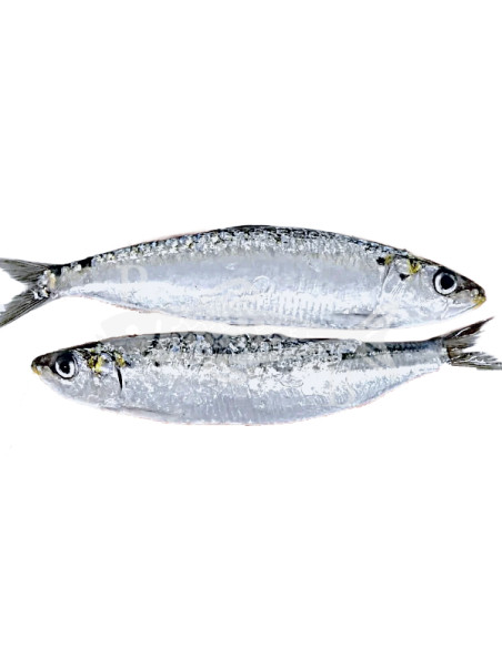 Sardina mediterraneo 500Gr