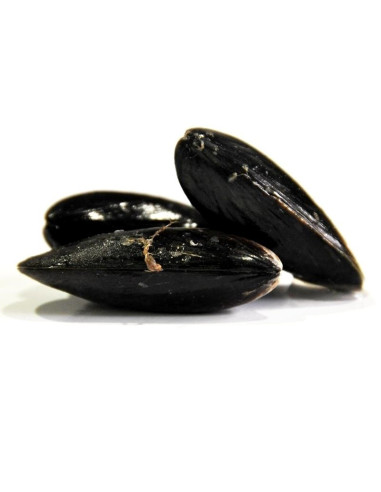 Mejillón Roca  del delta del Ebro. (250 Gr)