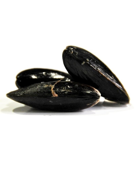 Mejillón Roca  del delta del Ebro. (250 Gr)