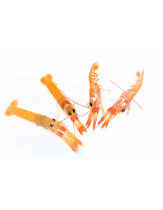 Cigala fresca mediana. (250 Gr) 2