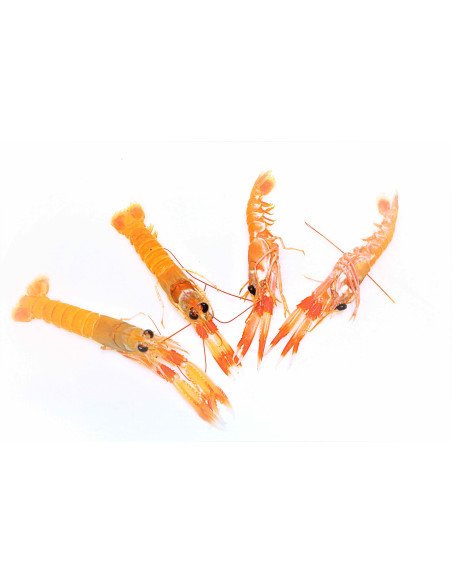 Cigala fresca mediana. (250 Gr)