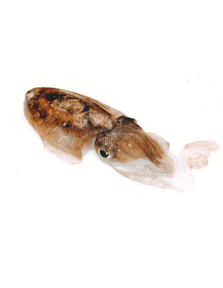 Sepia Mediterráneo (600Gr)