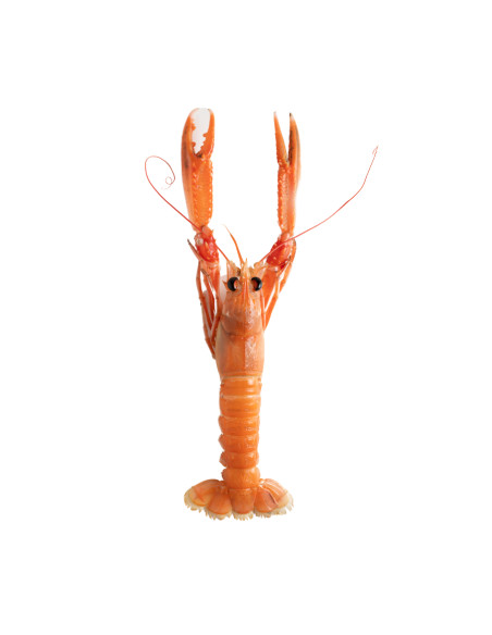 Cigala fresca mediana. (250 Gr)