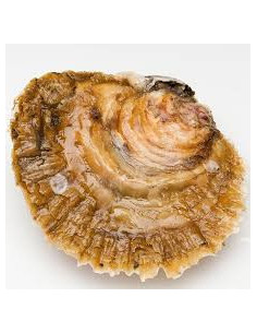Ostra Gallegas ESPECIAL. De venta 6ud.
