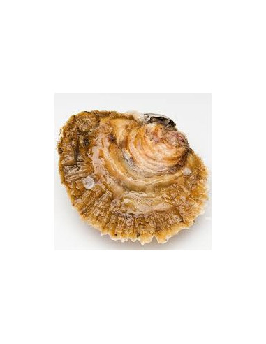 Ostra Gallegas ESPECIAL. De venta 6ud.