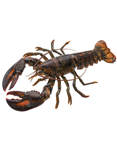 BOGAVANTE DE CANADA VIVO