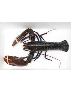 BOGAVANTE NACIONAL VIVO (BOGAVANTE AZUL)