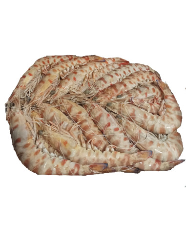 CAJA DE LANGOSTINO TUNEZ Nº2