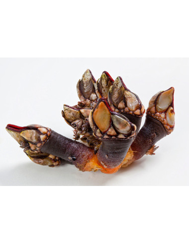 Percebe Gallego  (500g)