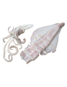 500Gr Calamar mediterraneo 2