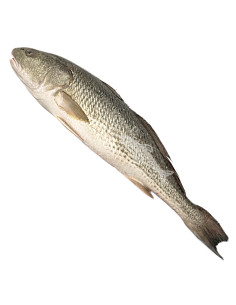 corvina 1,2 a 1,5Kg aprox