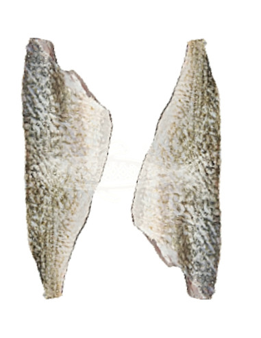 corvina 1,2 a 1,5Kg aprox