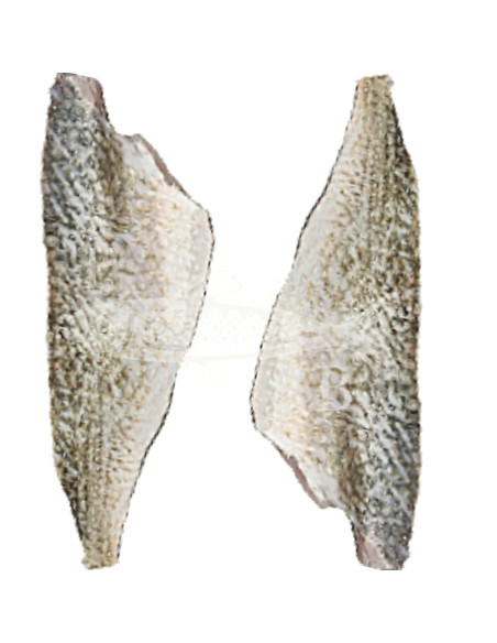 corvina 1,2 a 1,5Kg aprox
