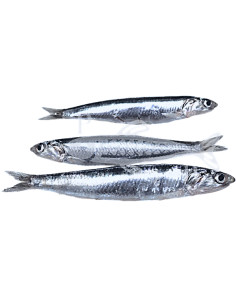 Boquerón grande 500Gr 2