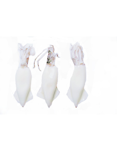 500Gr Calamar mediterraneo