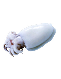 Sepia blanca