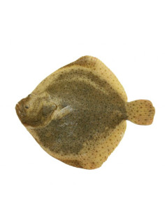 Rodaballo de 1,200kg