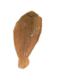 450Gr Lenguado de Vilanova