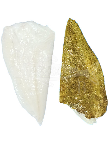 Rodaballo de 1,200kg