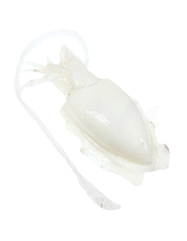 Sepia Mediterráneo (600Gr)