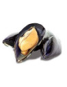 Moluscos